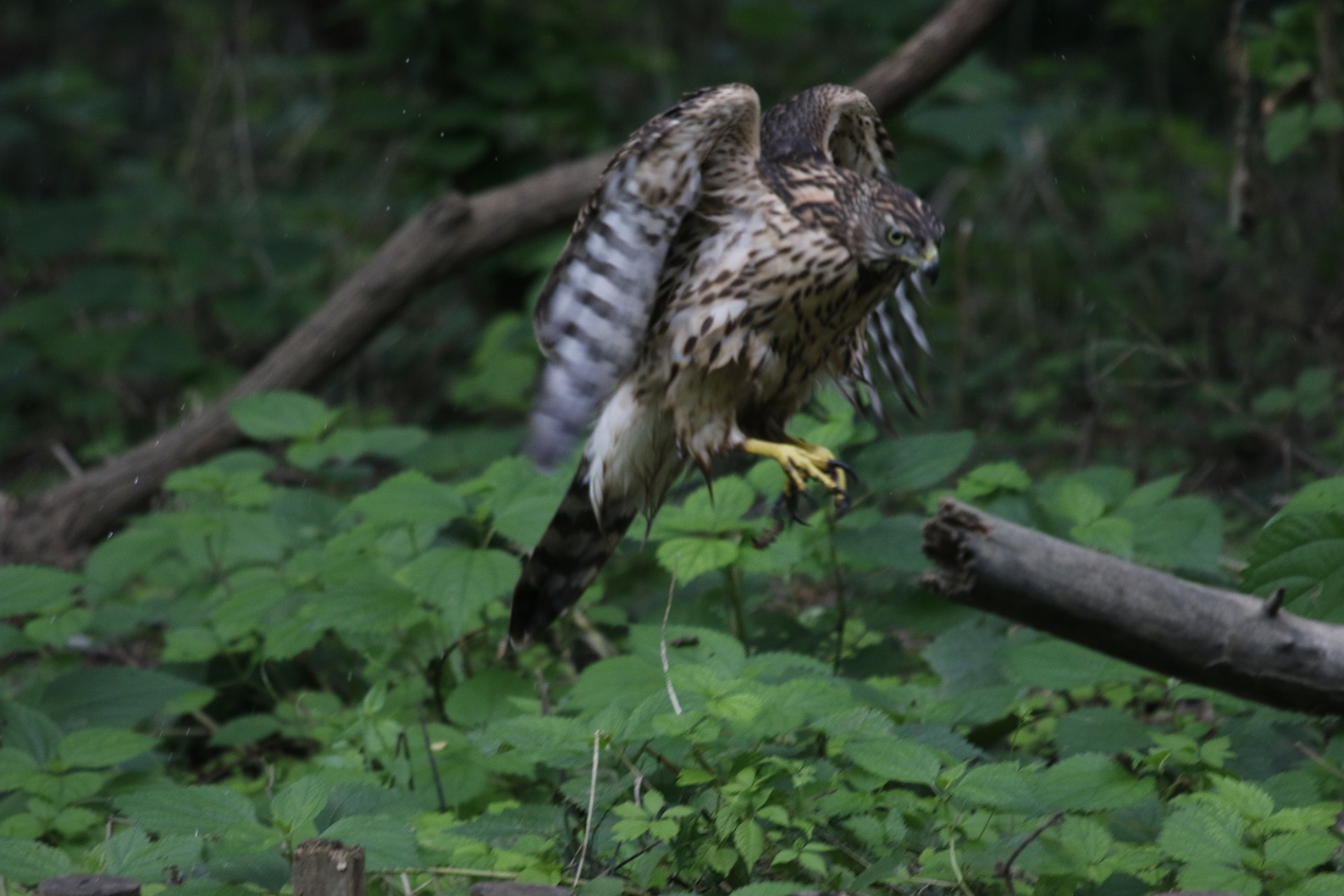 オオタカ幼鳥逞しく成長しています。_f0239515_18191958.jpg