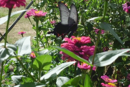 f0031546_20545943.gif