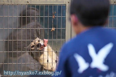 天王寺：ナイトZOO_e0068257_11513816.jpg