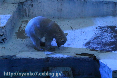 天王寺：ナイトZOO_e0068257_11581322.jpg