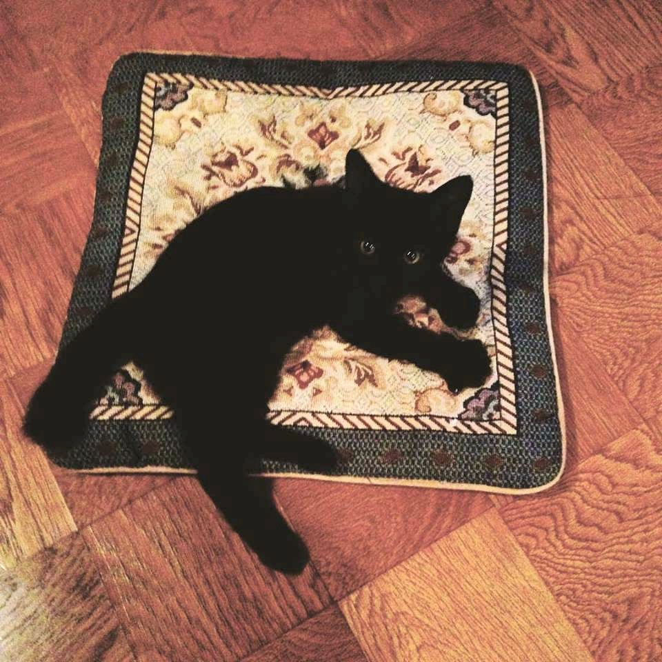 黒猫がやってきた。。。_a0229658_10573115.jpg