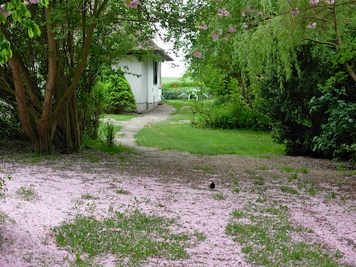 桜の花びらの絨毯とアムゼル_e0357367_22465166.jpg