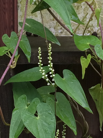 夏のつる性雑草 何 風の音 夏のつる性雑草 何 風の音