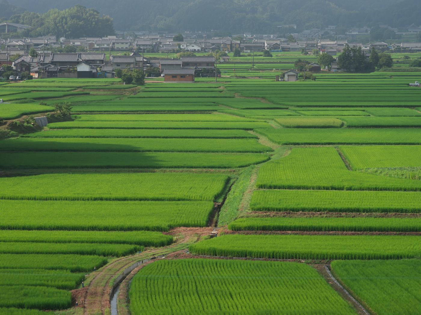 　明日香・奥山を臨む_b0161171_13462354.jpg