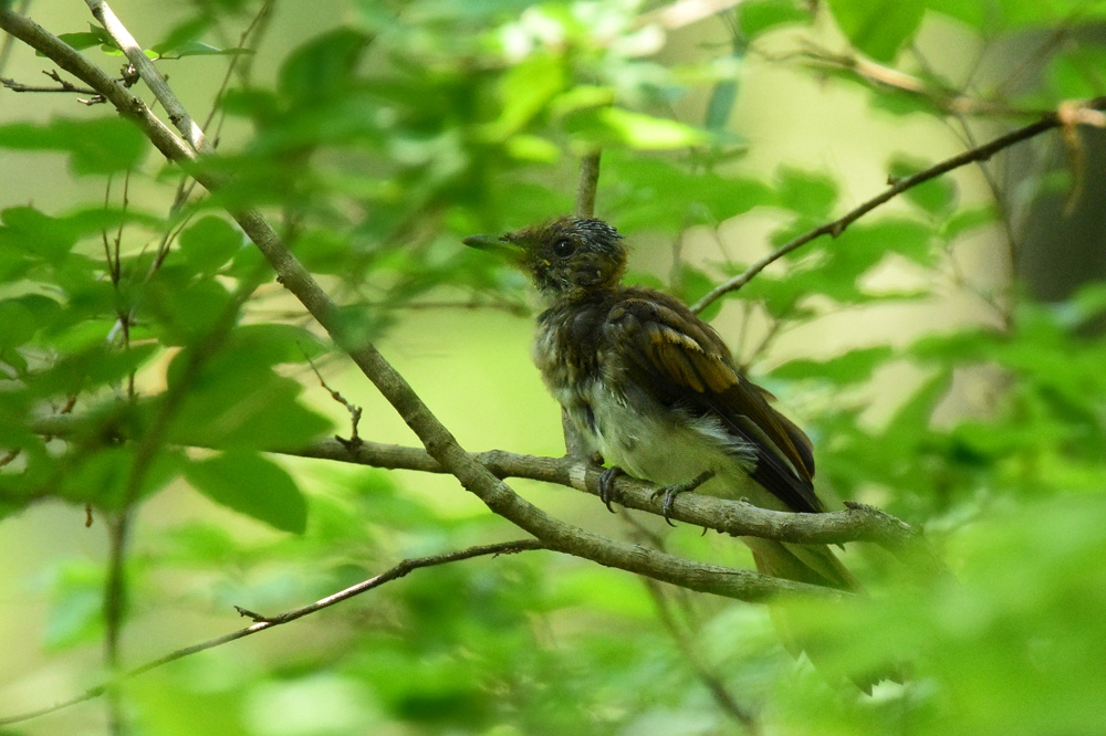 サンコウチョウ 幼鳥 Ⅰ_f0053272_11242924.jpg