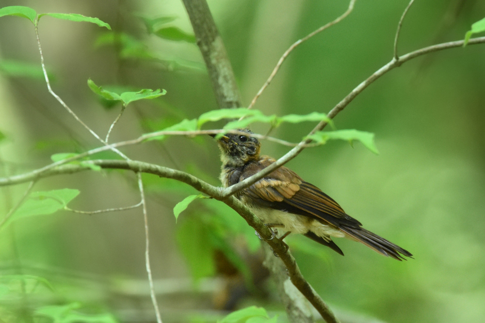 サンコウチョウ 幼鳥 Ⅰ_f0053272_11253587.jpg