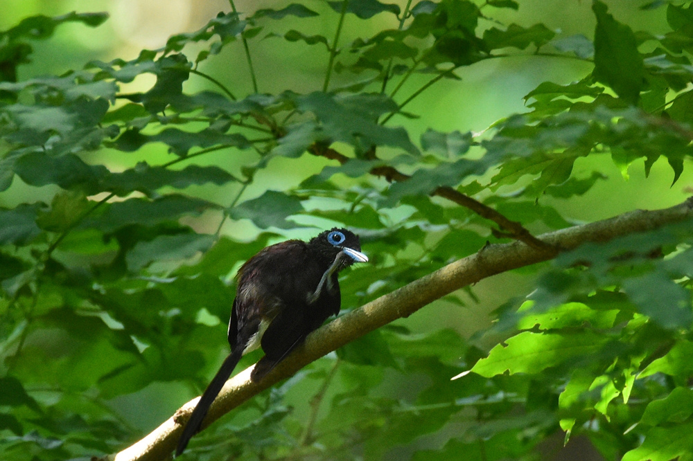 サンコウチョウ 幼鳥 Ⅰ_f0053272_11402626.jpg