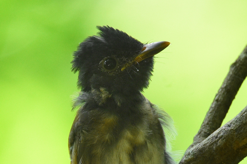 サンコウチョウ 幼鳥 Ⅰ_f0053272_11502410.jpg