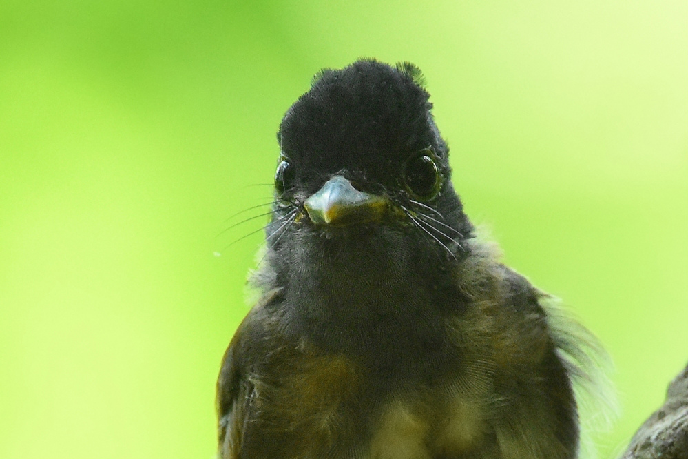 サンコウチョウ 幼鳥 Ⅰ_f0053272_11515898.jpg
