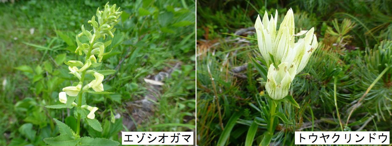 栂池自然園～白馬大池・８月５日～７日（その２）_d0069573_16545577.jpg