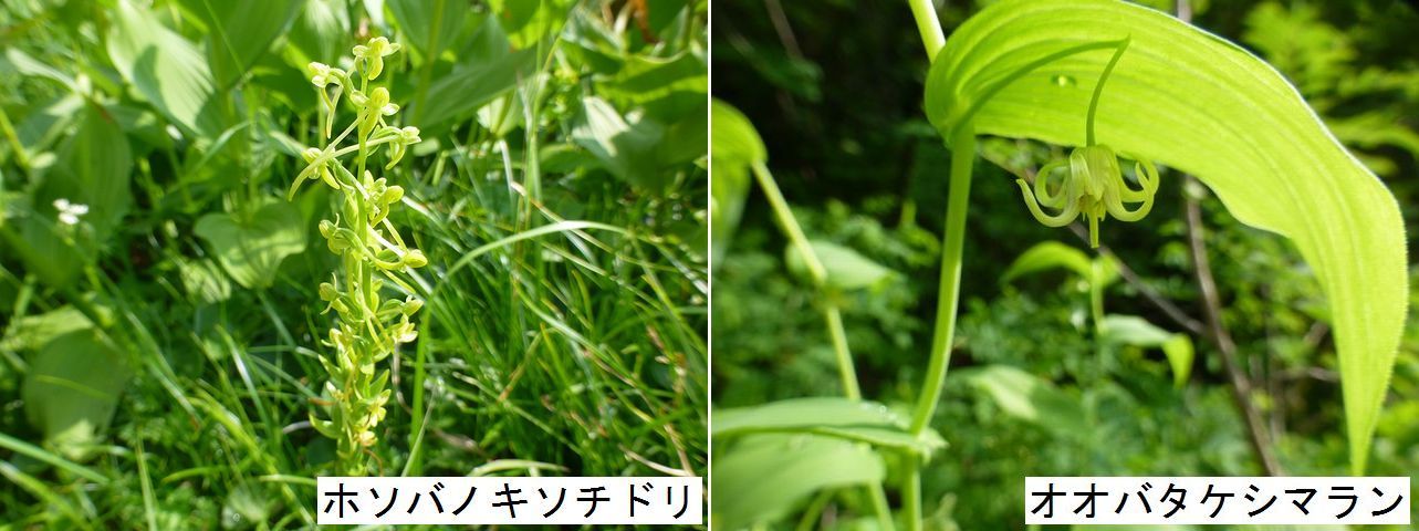 栂池自然園～白馬大池・８月５日～７日（その２）_d0069573_17210357.jpg