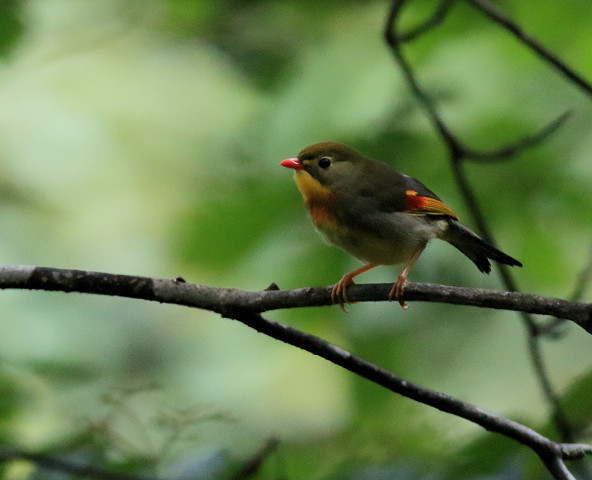 ２年振りのソウシチョウ_b0227680_2213231.jpg