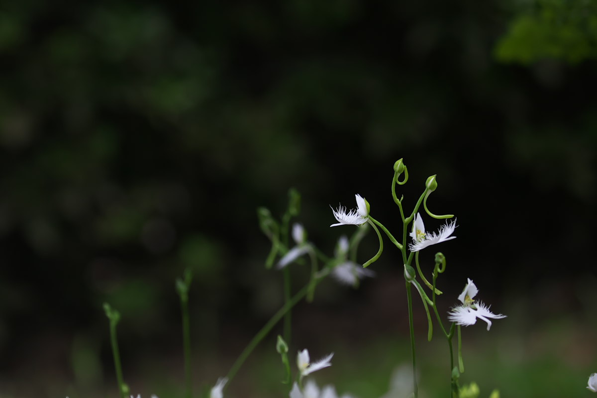 尋ねるべし サギソウ 鷺草 他 身近な自然を撮る 尋ねるべし サギソウ 鷺草 他 身近な自然を撮る