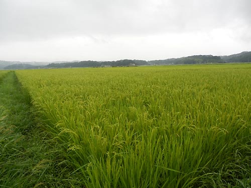 8月13日の田んぼ(目黒角田絆交流田)_d0247484_1721034.jpg