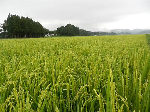 8月13日の田んぼ(目黒角田絆交流田)_d0247484_173268.jpg