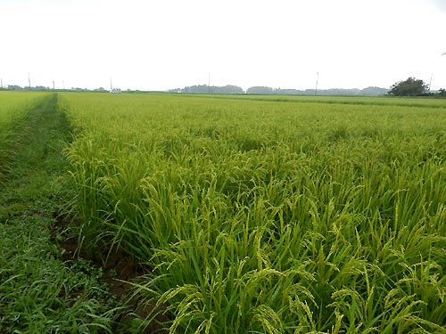 8月13日の田んぼ(目黒角田絆交流田)_d0247484_1742415.jpg