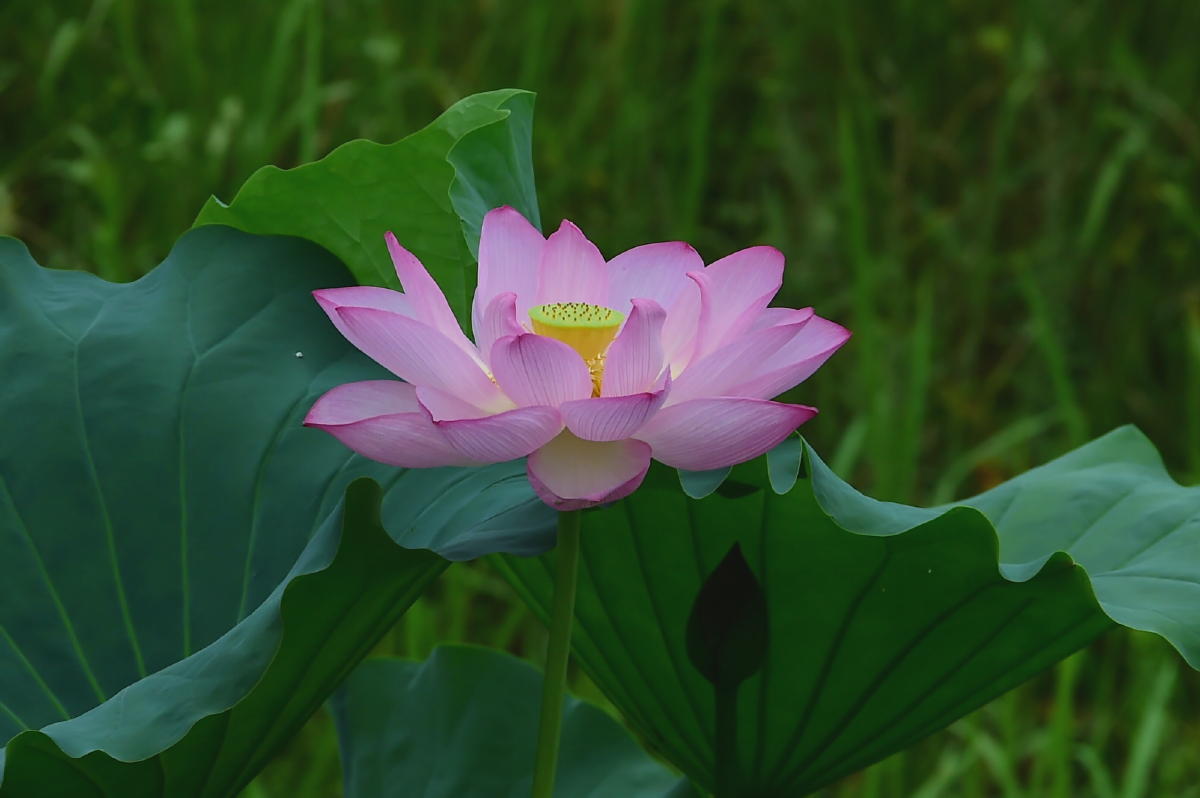 お盆の花 Waterfront