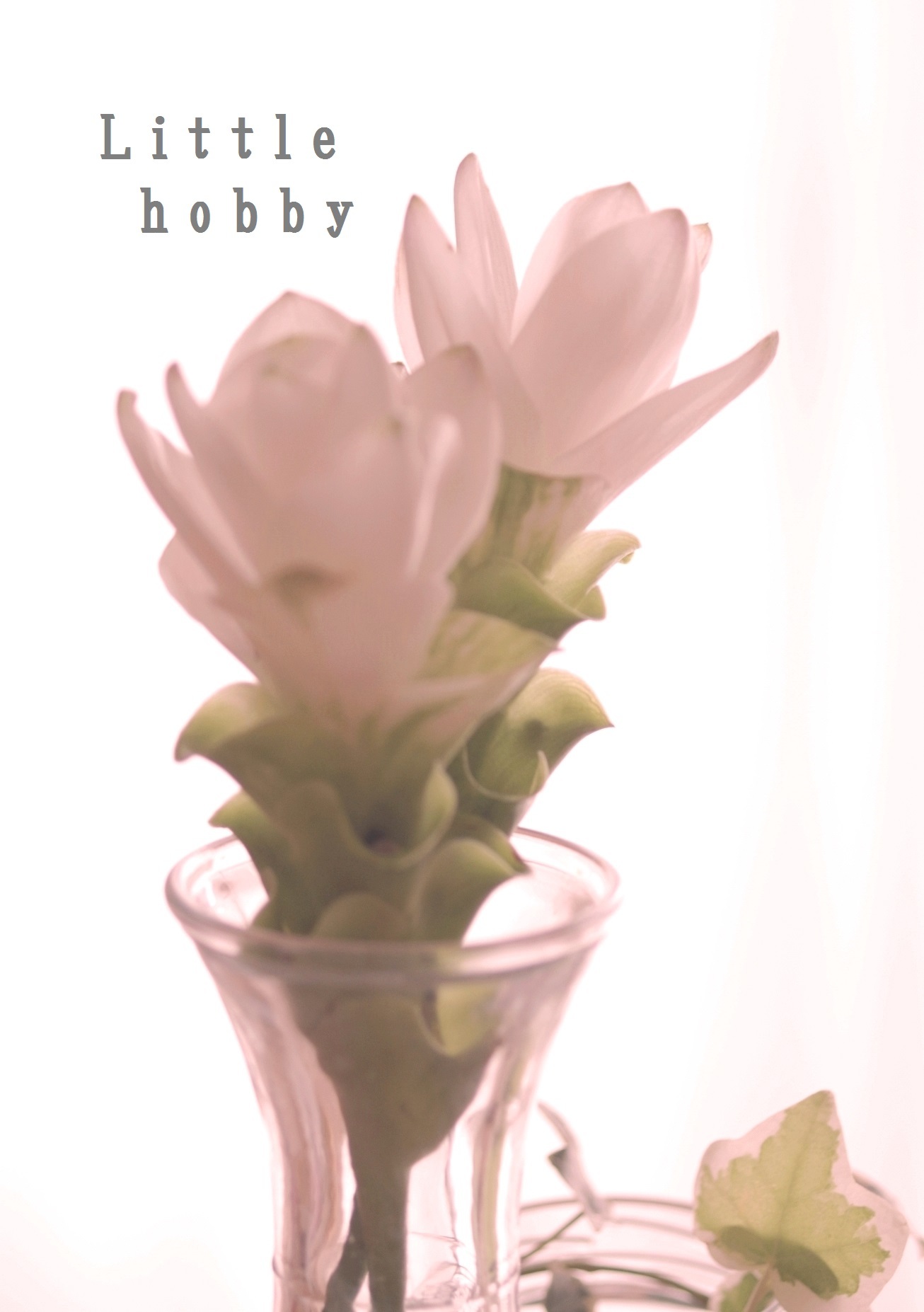 夏でもとっても長持ちする不思議な切り花 Little Hobby