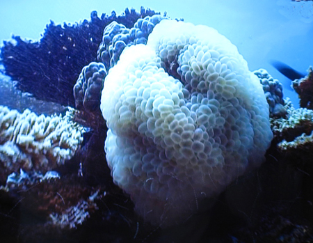 海中散歩1_f0061394_16374012.jpg