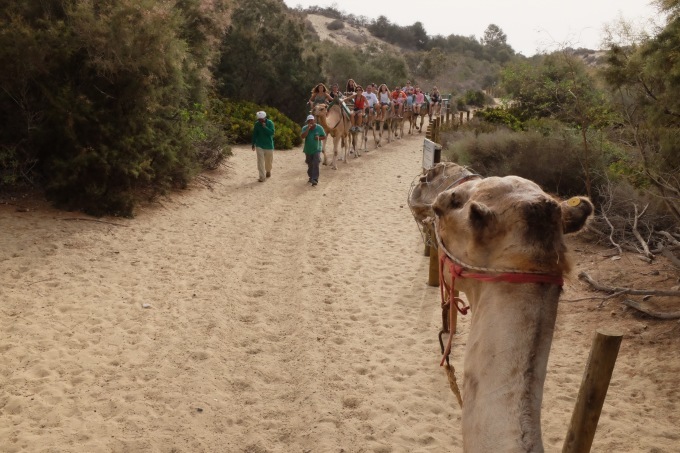 Camello Safari Duna oasis グラン カナリア島の砂漠でらくだに乗る♪_b0246303_23023205.jpg
