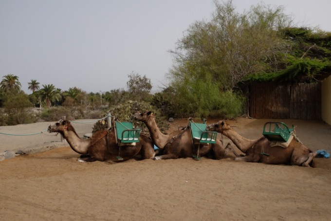 Camello Safari Duna oasis グラン カナリア島の砂漠でらくだに乗る♪_b0246303_23072301.jpg