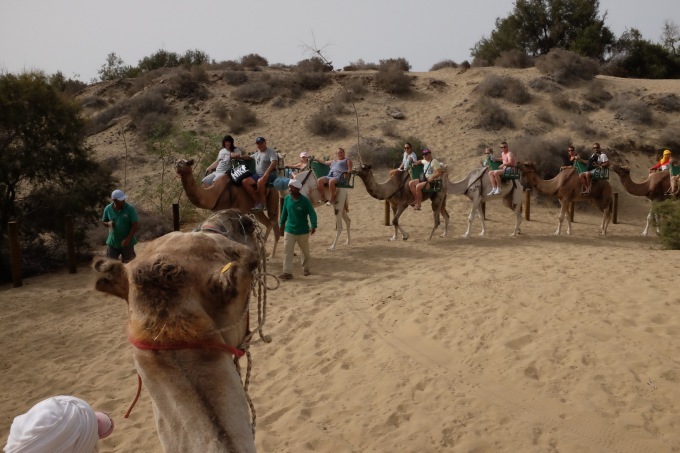 Camello Safari Duna oasis グラン カナリア島の砂漠でらくだに乗る♪_b0246303_23313965.jpg