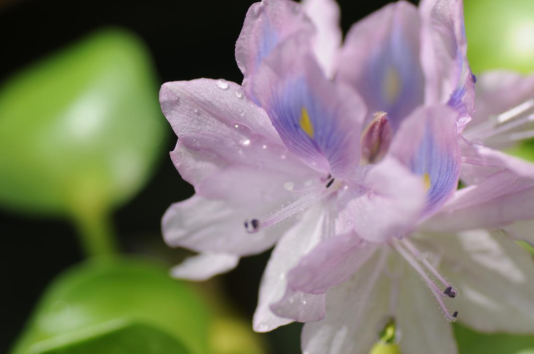 ■■ Water hyacinth_c0152332_1834150.jpg