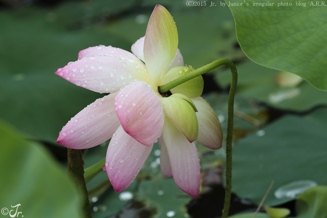 たどり着いたらいつも雨降り。_a0313234_14415412.jpg