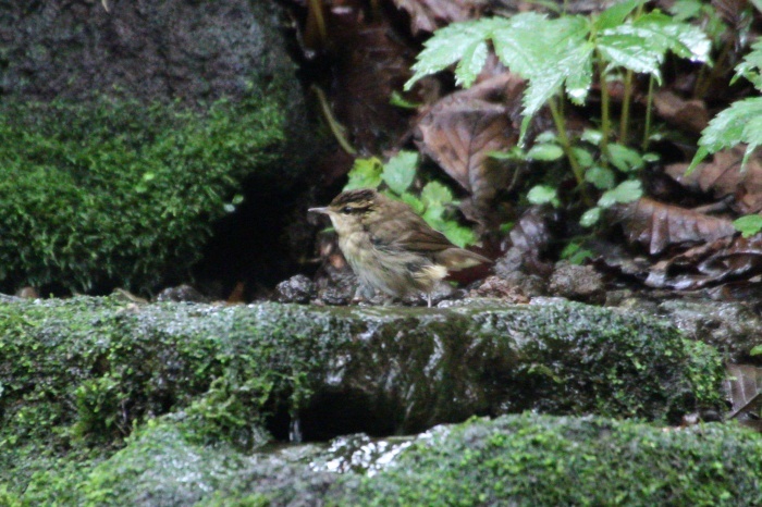 2015.8.14 地味な仲間たち・山中湖周辺・ヤブサメ他(Quiet friends)_c0269342_20575794.jpg