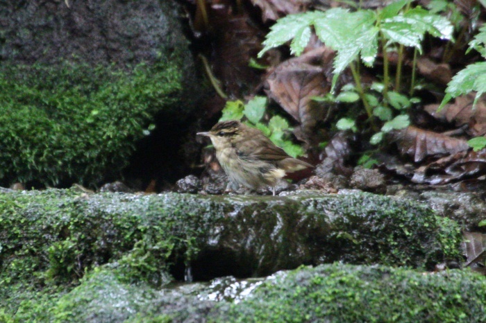 2015.8.14 地味な仲間たち・山中湖周辺・ヤブサメ他（Quiet friends）_c0269342_20575794.jpg