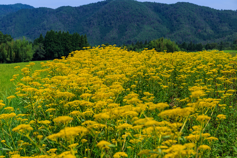 盆花・女郎花（右京区越畑）_f0155048_15231037.jpg