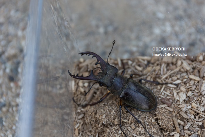 森林公園 De カブトムシ オデカケビヨリ 森林公園 De カブトムシ オデカケビヨリ