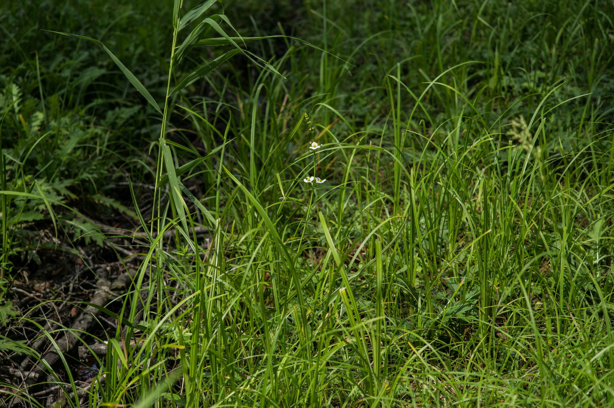 赤名湿地の花々_e0015567_21382277.jpg