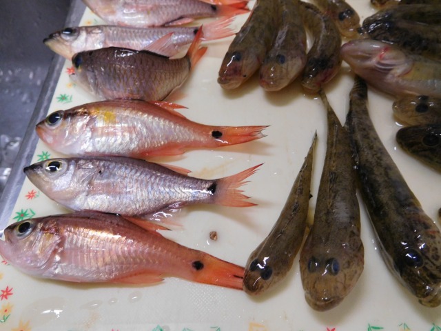 焼津で釣った魚料理しました（・∋・）_b0013293_6581869.jpg