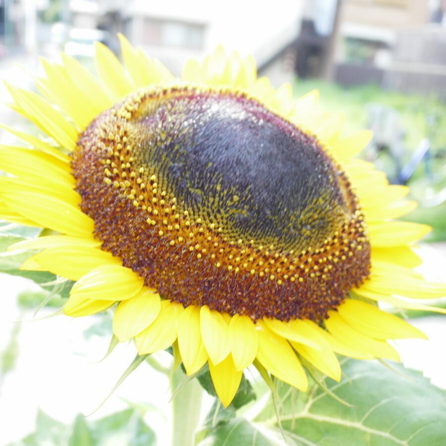 SUNFLOWERS_b0134907_16142378.jpg