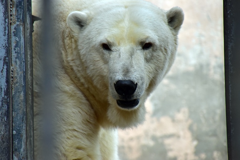 カザン市動物園、その疑惑と謎に満ちた不可解な状況 ～ マレイシュカとの再会_a0151913_5283546.jpg