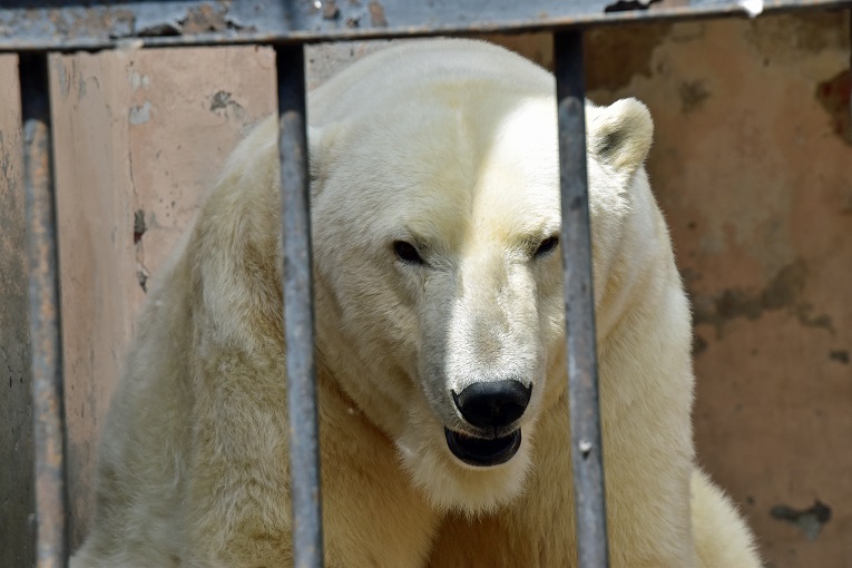 カザン市動物園、その疑惑と謎に満ちた不可解な状況 ～ マレイシュカとの再会_a0151913_532795.jpg