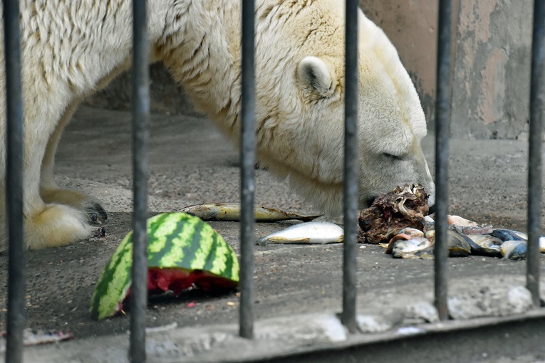 カザン市動物園、その疑惑と謎に満ちた不可解な状況 ～ マレイシュカとの再会_a0151913_634753.jpg