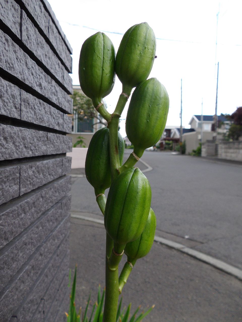 ガクアジサイ強制終了_c0025115_2213547.jpg