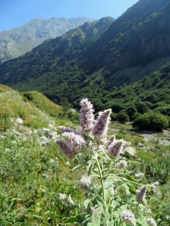 Buon Ferragosto_f0234936_16521469.jpg