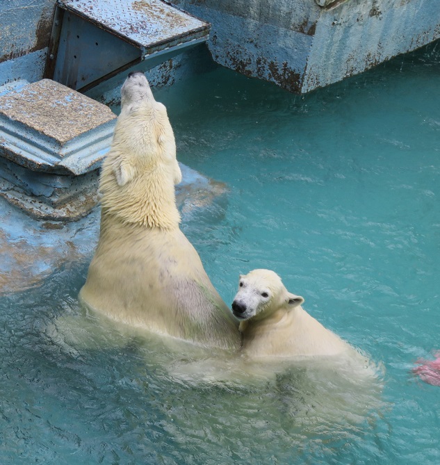 ナイトZOOへ_f0002743_12433887.jpg