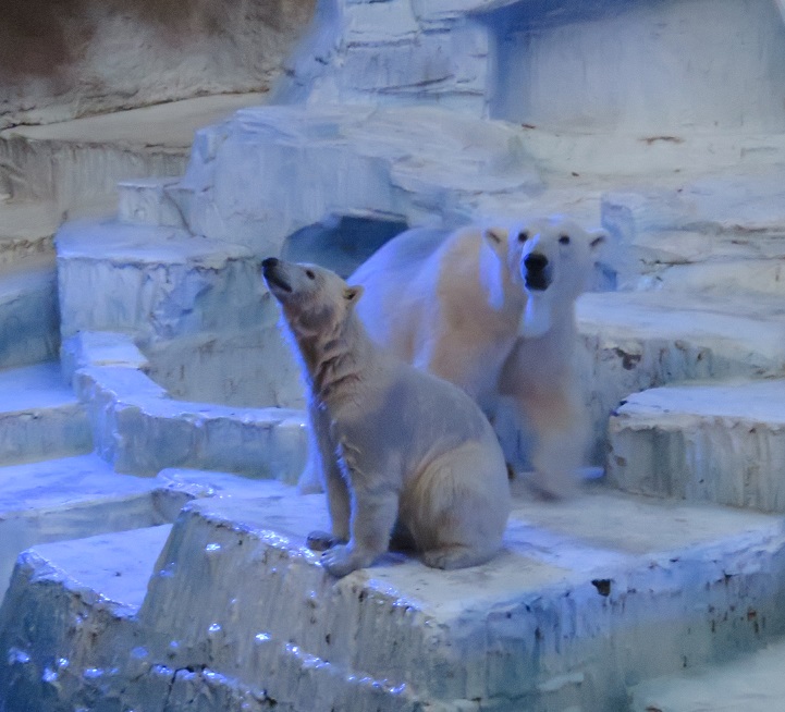 ナイトZOOへ_f0002743_12523125.jpg