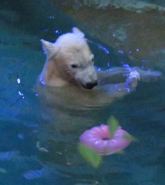 ナイトZOOへ_f0002743_1253355.jpg