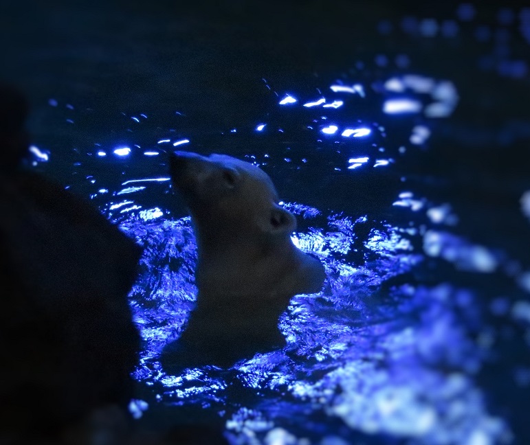 ナイトZOOへ_f0002743_1254865.jpg