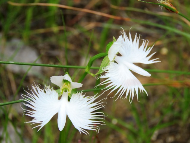 サギソウ_b0227552_20225814.jpg
