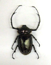 f0161552_16274953.jpg