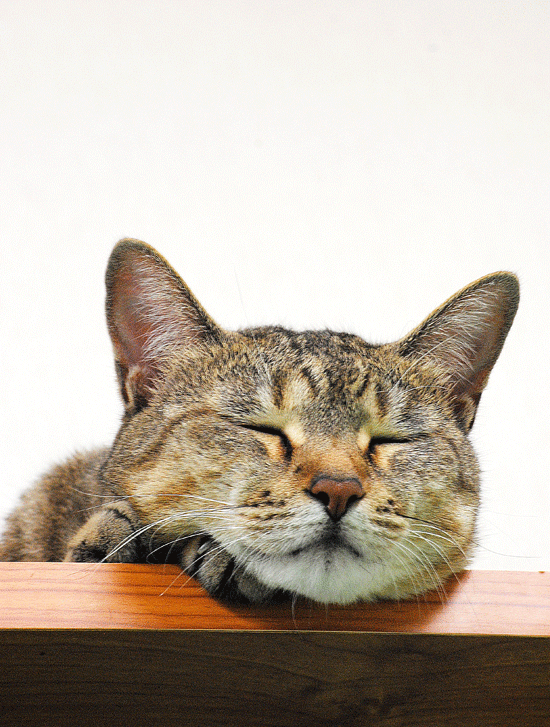8月15日 うつら うつら・・・_a0001354_22361792.gif