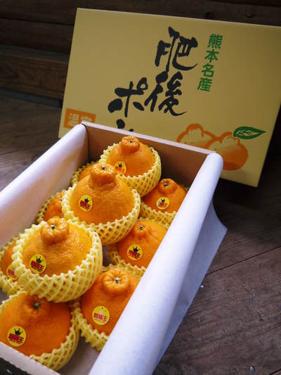 デコポン(肥後ポン) 摘果作業後の成長の様子_a0254656_16553266.jpg