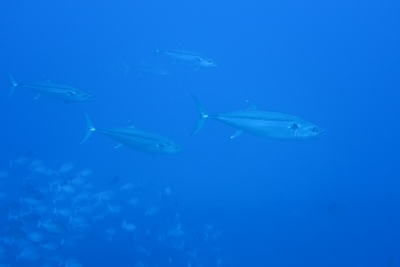 8月15日 マグロ観察日和。_d0113459_2117371.jpg
