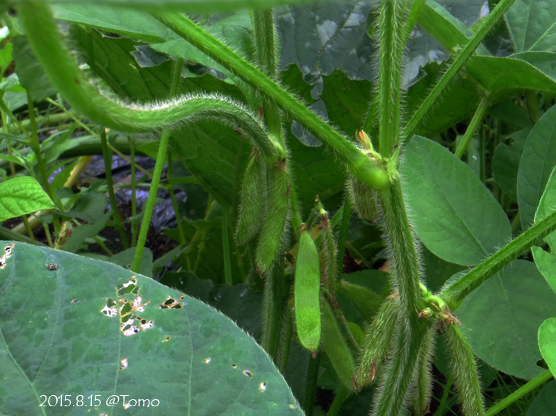 むふふふ♪な野菜たち_f0067179_20343794.jpg